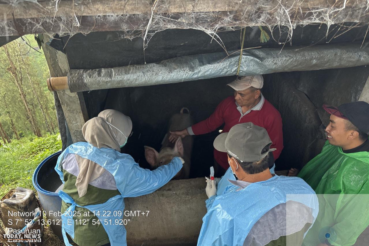 DPKH Pasuruan Uji Lab Sampel Darah Babi Mati Mendadak