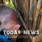 50 Babi Milik Warga Pasuruan Mendadak Mati Tanpa Sebab