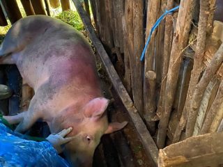 50 Babi Milik Warga Pasuruan Mendadak Mati Tanpa Sebab