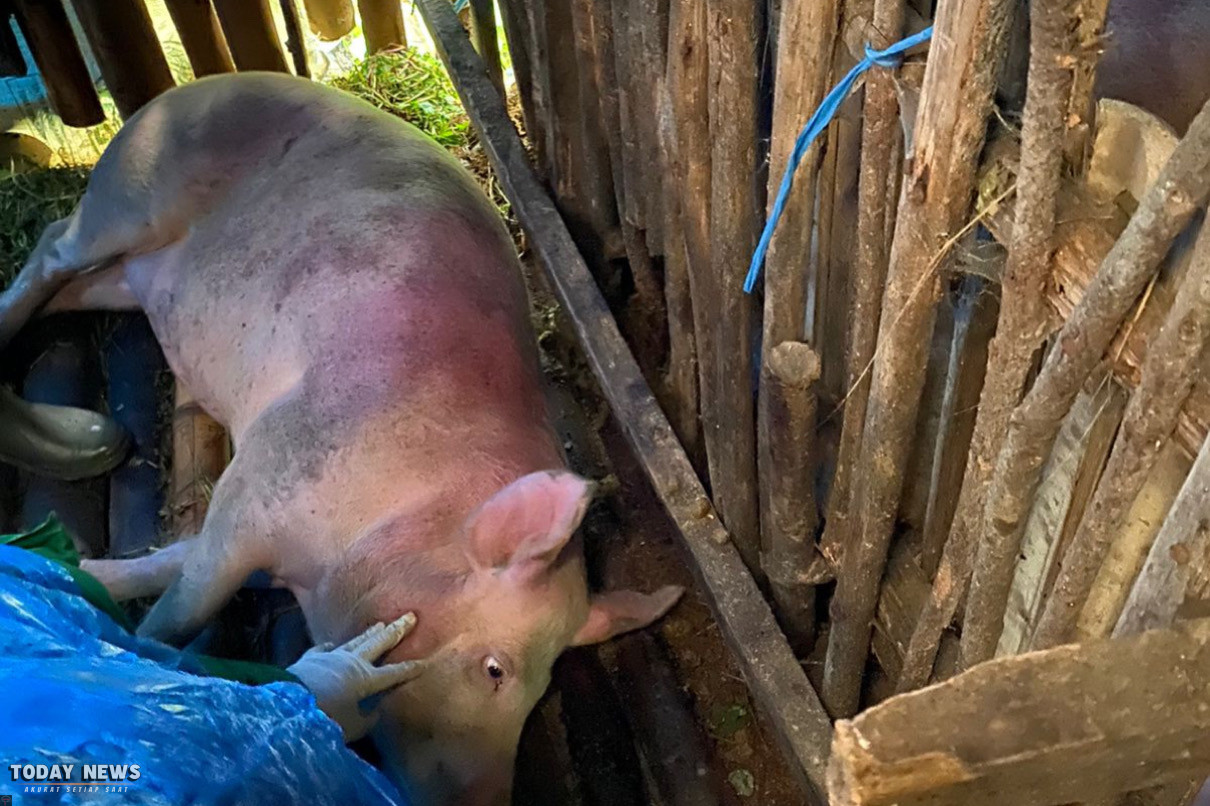 50 Babi Milik Warga Pasuruan Mendadak Mati Tanpa Sebab
