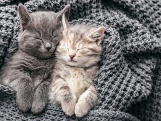 Memahami Posisi Tidur Kucing dan Artinya