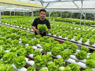 Pertanian Hidroponik Makin Dilirik, Dari Lahan Sempit Bisa Untung Berlipat