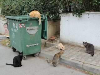 DKPP Kota Bandung Kembali Jalankan Program Sterilisasi Kucing Liar