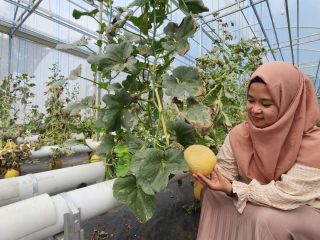 Sandi Buana Farm, Wisata Petik Buah di Semarang