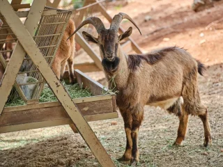 Harga Kambing Kurban Jelang Idul Adha 1446 H, Cek Daftarnya!