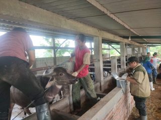 Pemprov Jateng Cek Kesehatan Hewan Kurban Jelang Idul Adha