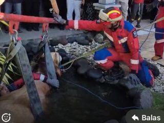 Sapi Kurban Dispendik Jatim Lepas, Tercebur Kolam Sebelum Disembelih