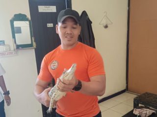 Seekor Anak Buaya Ditemukan di Waduk Manukan Kulon, BPBD Surabaya Lakukan Evakuasi