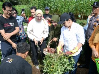 Semarang Perkuat Ketahanan Pangan dengan Menanam Singkong di Lahan Kosong