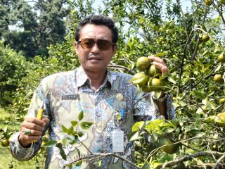 Agrowisata Clapar Batang Tawarkan Petik Jeruk Sendiri