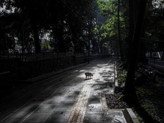 Forest Walk Babakan Siliwangi, Tempat Menikmati Suasana Hutan di Jantung Kota
