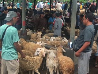 Pemkab Temanggung Siapkan 177 Petugas Awasi Penyembelihan Hewan Kurban