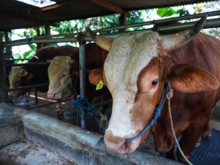 Sapi Kurban Asal Bandung Jadi Langganan Presiden Setiap Tahun