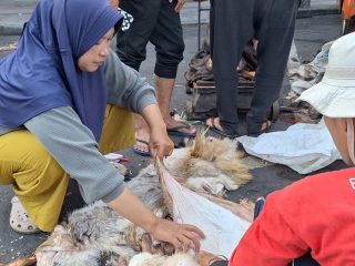 Usaha Turun-Temurun, Kulit Hewan Kurban Jadi Sumber Rezeki Saat Iduladha