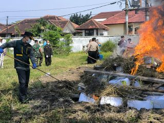 Barantin Musnahkan 4,4 Ton Benih Jagung Asal Thailand