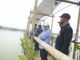 Pemkot Semarang Mulai Siapkan Ekowisata Mangrove di Tambaklorok