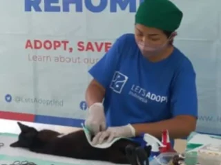 KPKP Kepulauan Seribu Gencarkan Sterilisasi Kucing, Cegah Lonjakan Populasi Liar