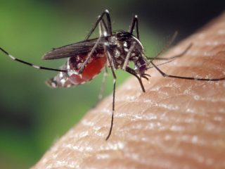 DBD Masih Jadi Ancaman, Pemkot Bandung Perangi Nyamuk Aedes dengan Teknologi Wolbachia