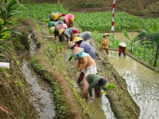 Begini Upaya Menjaga Lumbung Pangan di Jateng
