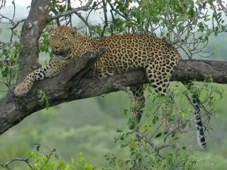 Sudah Satu Pekan, Pencarian Macan Tutul yang Kabur di Lembang Park & Zoo Dihentikan
