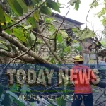 BPBD bersama tim gabungan membantu penanganan kerusakan setelah terjadi angin kencang yang melanda wilayah Kecamatan Singgahan, Tuban, Jawa Timur pada Selasa (30/9).