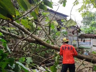 BPBD bersama tim gabungan membantu penanganan kerusakan setelah terjadi angin kencang yang melanda wilayah Kecamatan Singgahan, Tuban, Jawa Timur pada Selasa (30/9).