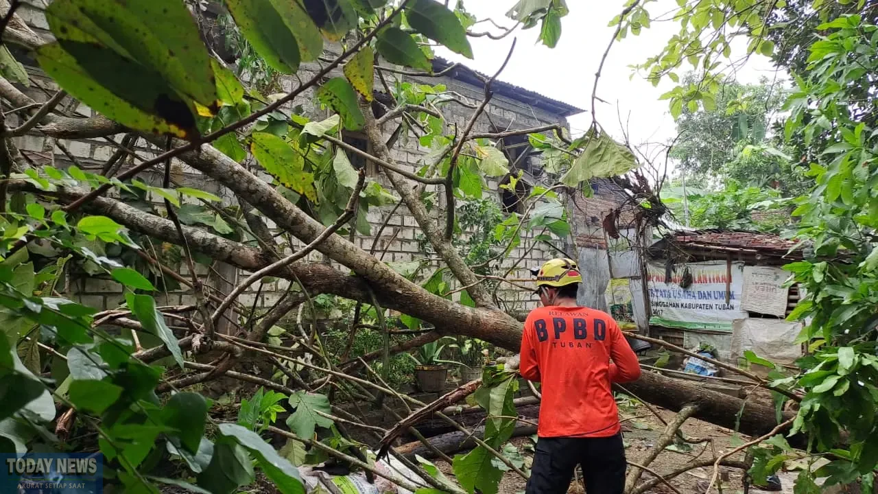 BPBD bersama tim gabungan membantu penanganan kerusakan setelah terjadi angin kencang yang melanda wilayah Kecamatan Singgahan, Tuban, Jawa Timur pada Selasa (30/9).