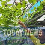 Kebun Anggur Njalar Ngasem Kota Semarang.