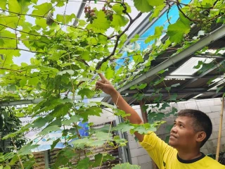 Cara Manfaatkan Lahan Pekarangan Rumah untuk Berkebun