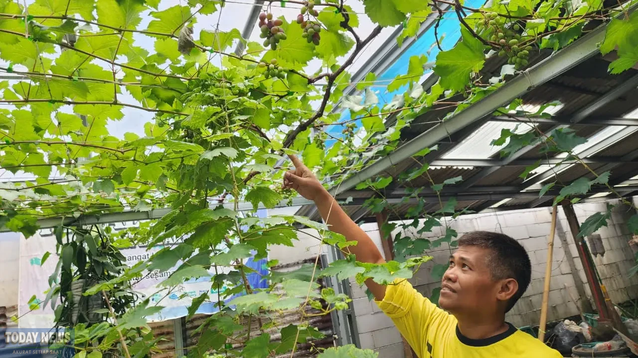 Kebun Anggur Njalar Ngasem Kota Semarang.