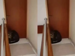Telisik Insiden Macan Tutul Kesasar Masuk ke Kamar Hotel di Bandung, Diduga Kabur dari Lembang Park and Zoo