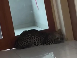 Butuh Waktu 3 Jam, Evakuasi Macan Tutul di Salah Satu Hotel di Bandung Berlangsung Dramatis