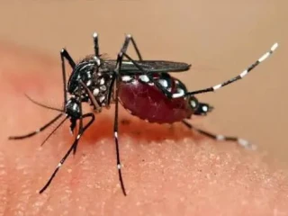 Cegah Peningkatan Kasus DBD, Pemkot Bandung Masifkan Edukasi kepada Masyarakat 