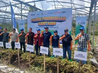 Azis Samual: Panen Kentang Di Lombok Tekad Membangun Ketahanan Pangan Untuk Mewujudkan Swasembada Pangan