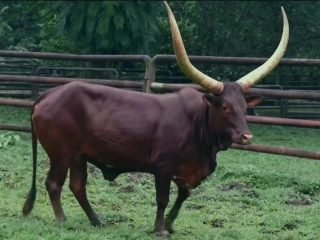 Sambut Tahun Baru 2026, Sepasang Watusi Jadi Daya Tarik Baru di Ragunan