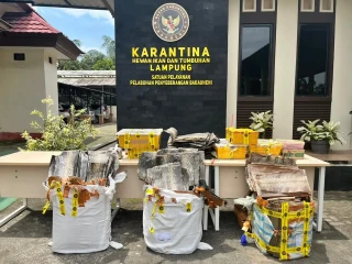 Kolaborasi Barantin Bersama TNI-Polri Berhasil Gagalkan Penyelundupan Kura-Kura dan Kulit Ular di Bakauheni