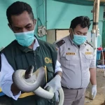 Barantin Pastikan Pengiriman Puluhan Reptil Endemik Papua Telah Memenuhi Persyaratan
