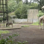 Kondisi Terkini Kebun Binatang Bandung, Satwa Beraktivitas dan Sehat