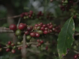Kementan Percepat Hilirisasi Perkebunan