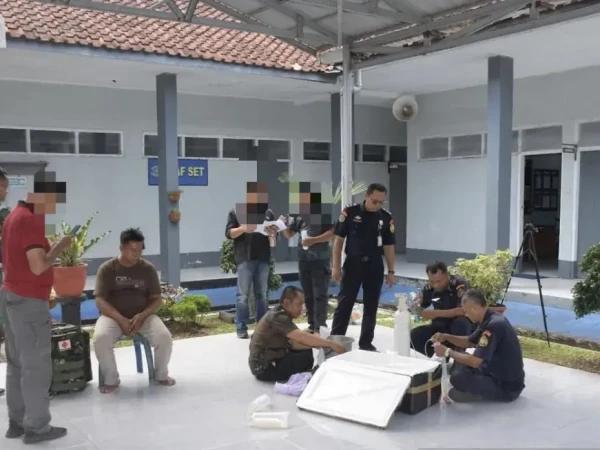 TNI AL Gagalkan Penyelundupan Benih Lobster Ilegal di Cilacap