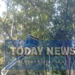 Pemkot Bandung Perkuat Mitigasi Pohon Tumbang di Musim Pancaroba