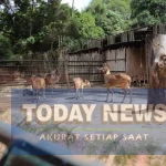Pengelola Baru Kebun Binatang Bandung Rampung Akhir April