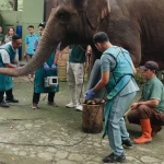 Satwa Kebun Binatang Bandung Dipastikan Sehat, Pemkot Perkuat Rencana Perawatan Lanjutan