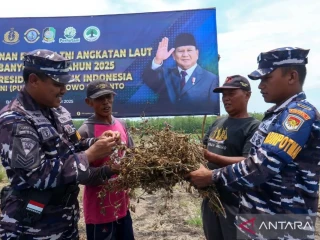 tni-al-kembangkan-varietas-kedelai-garuda-merah-putih-2655817.jpg