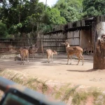 Penetapan Pengelola Baru Bandung Zoo Libatkan Kementerian Kehutanan