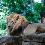 Ada Pengelola Baru, Pemkot Siapkan Tahapan Perizinan dan Transisi Operasional Bandung Zoo