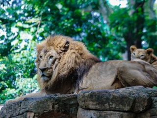 Ada Pengelola Baru, Pemkot Siapkan Tahapan Perizinan dan Transisi Operasional Bandung Zoo