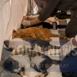 Vaksinasi Rabies Gratis Bangsawan Dorong Kesadaran Masyarakat Jaga Kesehatan Hewan