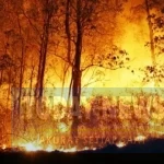 Kepungan Api di Ketapang Nyaris Jangkau Pemukiman, Warga Ronda Tiap Malam