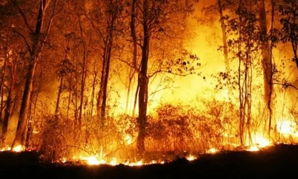 1.000 Polhut Dikerahkan ke Kalimantan Tangani Karhutla